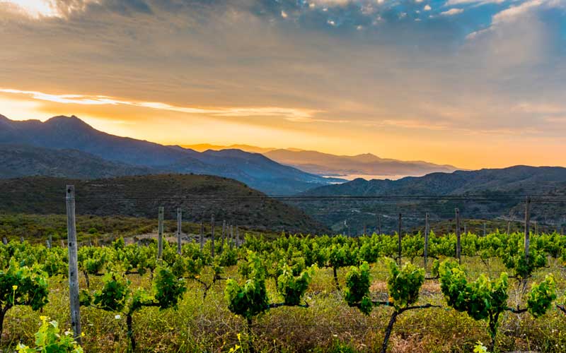 Ruta del vino DO Empordà bodegas Alt y Baix emporda Costa Brava