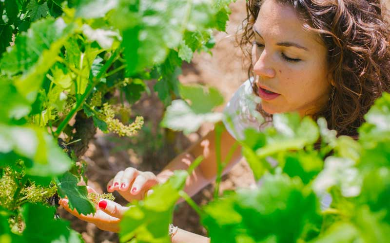Vinos de la DO Empordà: variedades y características