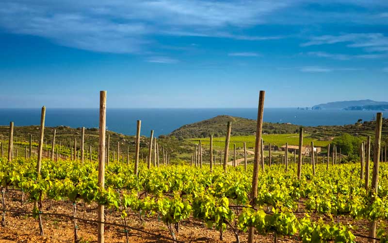 Bodegas del Alt Empordà en la Ruta del vino DO Empordà