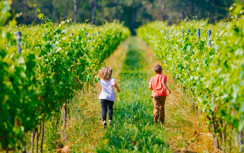 Recorrer la Ruta del vino DO Empordà entre viñedos de la Costa Brava