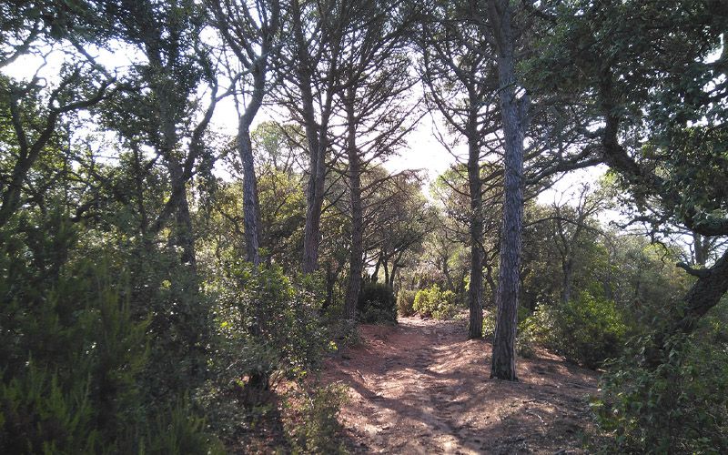 Baño de bosque cerca de Sant Feliu de Guíxols