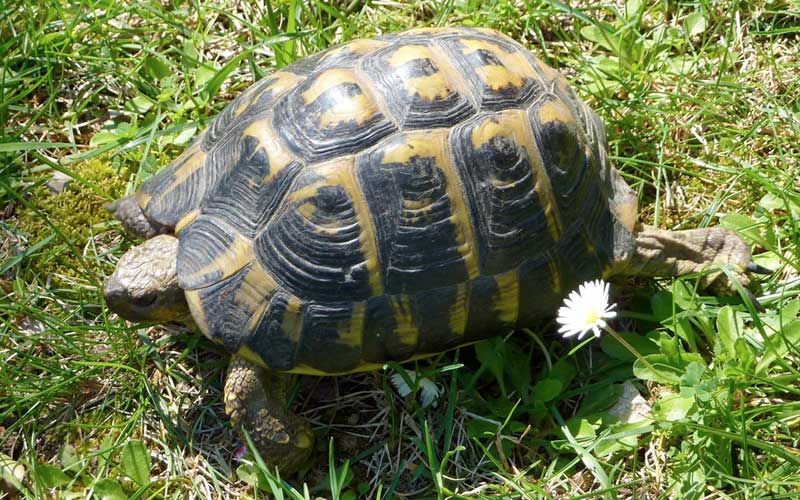 Excursión al Santuario de Tortugas de la Albera