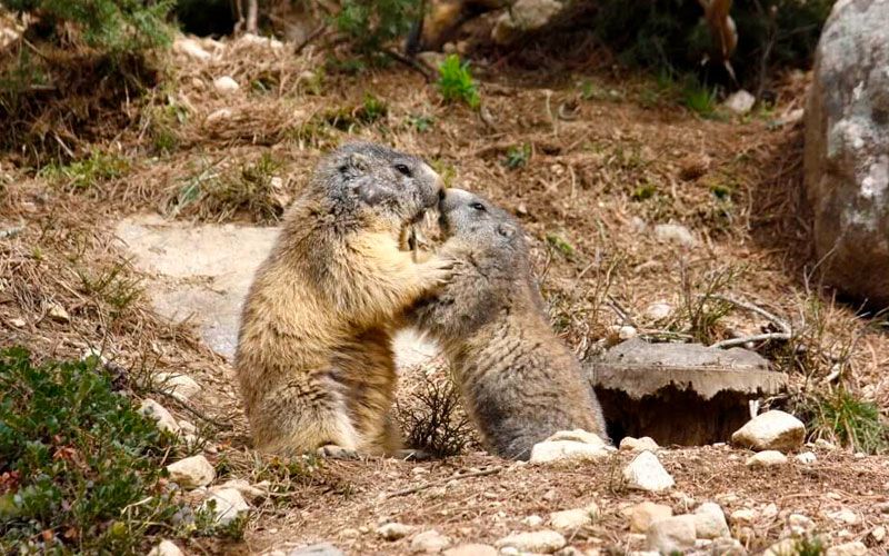 Parque de animales salvajes Molló Park